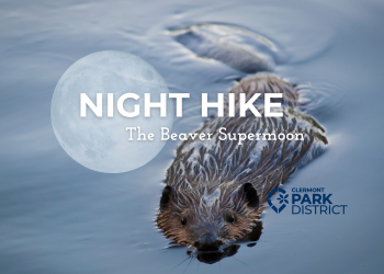 beaver swimming under the full moon